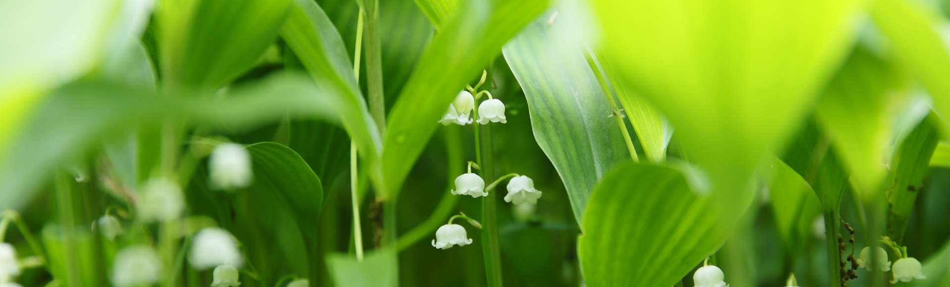 宇陀市 息をのむほど幻想的！奈良県宇陀市の一本桜を見に行きませんか ...