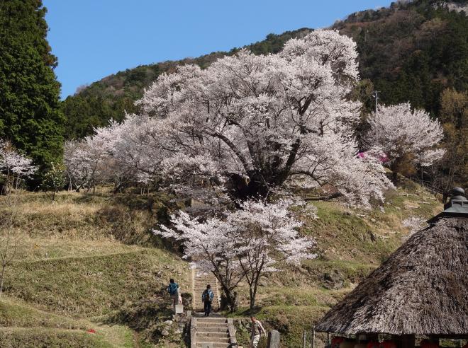 佛隆寺の千年桜