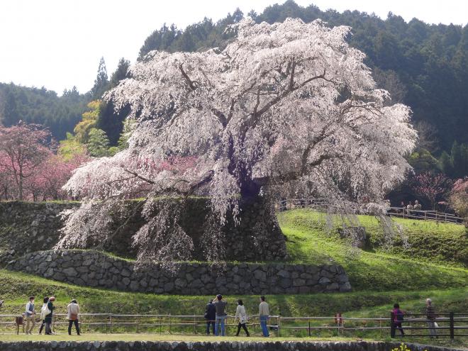 又兵衛桜