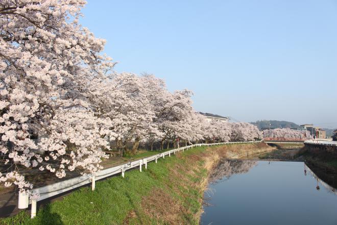 水分桜