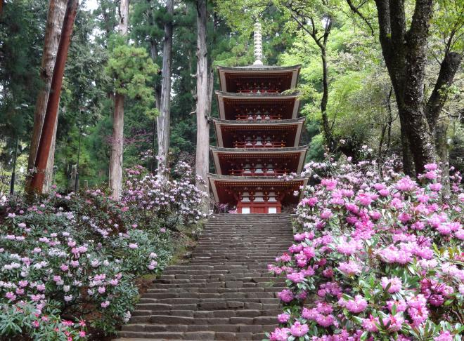 室生寺しゃくなげ