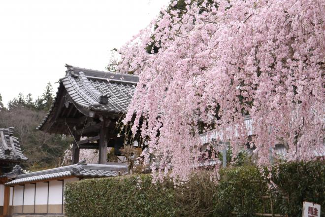 大野寺桜