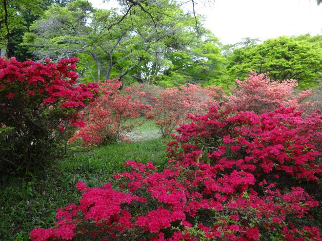 鳥見山つつじ